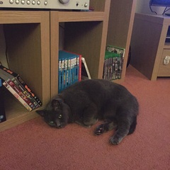 Cat photo thread!