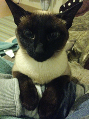 Siamese fix