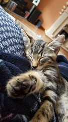 To think this kitten is BROWN!?