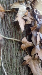 Name that tree (!)