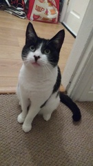 I'm in love with PuffinCat