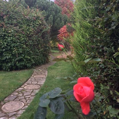 Turning back garden into veg patch
