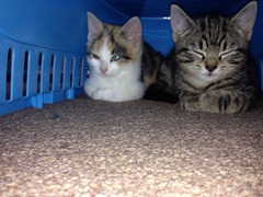 KITTENS!!!