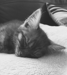 To think this kitten is BROWN!?