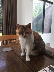 Would your cat kill you if they had a chance? (Lighthearted!)