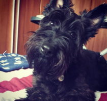 Anyone got a Scottish Terrier?  Can you tell me about them please :)