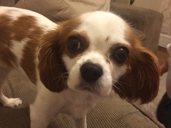 Show me your dogs while I'm waiting for mine!