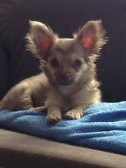 Chihuahua cross pug?