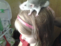 Anyone have a pet rat?