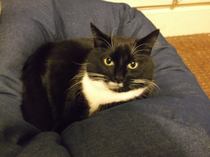 Cat photo thread!
