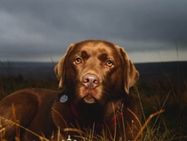 Show me your dogs while I'm waiting for mine!