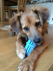 One word which describes your rescue dog ?