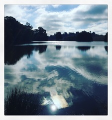 The Friendly Frugaleers, figuring out our finances with furry feline photos!