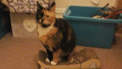 Cat photo thread!