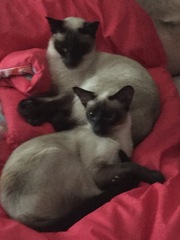 Siamese fix