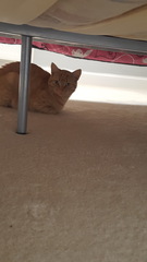 Tips on helping cats settle in new home