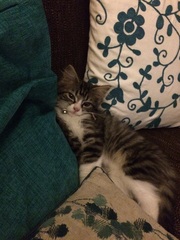 To think this kitten is BROWN!?