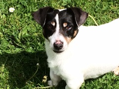 Show me your dogs while I'm waiting for mine!