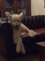Show me your dogs while I'm waiting for mine!