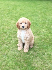 Labradoodle
