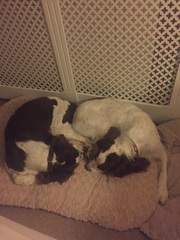 Show me your dogs while I'm waiting for mine!