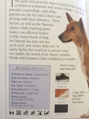 Help for a potential dog owner