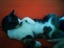 Cat photo thread!