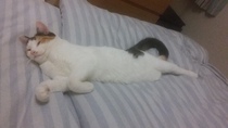 I need to rehome my kitten :-(