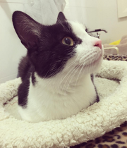 Choosing between two cats to adopt