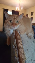 To think this kitten is BROWN!?