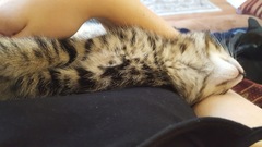 To think this kitten is BROWN!?