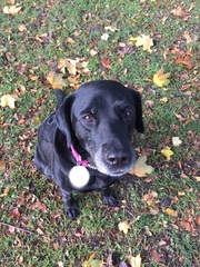 Show me your dogs while I'm waiting for mine!