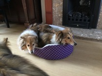 Show me your dogs while I'm waiting for mine!