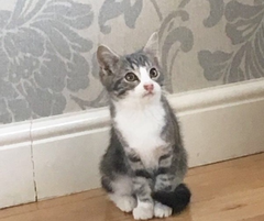 To think this kitten is BROWN!?