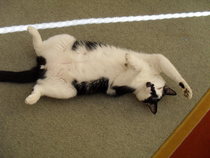 Rub my tum goddammit woman