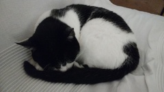 Cat photo thread!