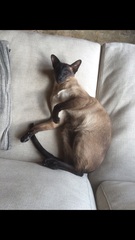 Siamese fix