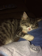 To think this kitten is BROWN!?