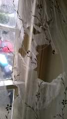 Crazy destructive new cat