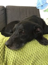 Show me your dogs while I'm waiting for mine!