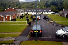 to wonder what country life is really like?