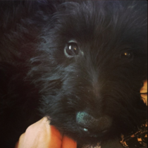 Anyone got a Scottish Terrier?  Can you tell me about them please :)