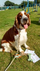 Kooikerhondje and other spaniels