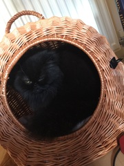 Would your cat kill you if they had a chance? (Lighthearted!)