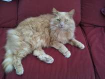 Should we have taken him to the vet?