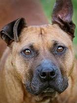 To think that Staffies are not "nanny dogs"