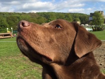 Show me your dogs while I'm waiting for mine!