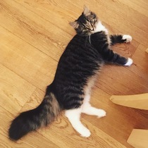 To rehome kittens because of fleas and new baby?