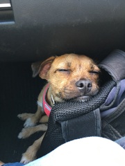 Show me your dogs while I'm waiting for mine!