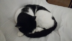 I'm in love with PuffinCat